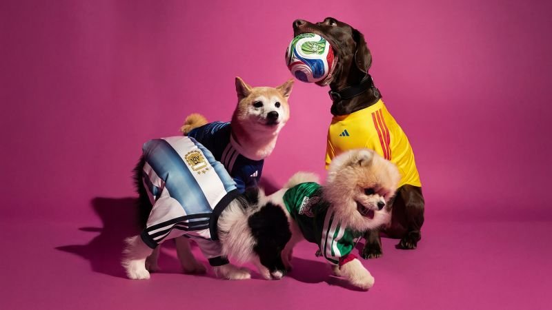 Stylish World Cup Jerseys for Your Beloved Pets