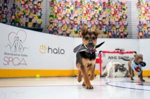 2026 Stanley Pup Image 2