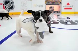 2026 Stanley Pup Image 3