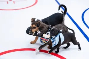 2026 Stanley Pup Image 4