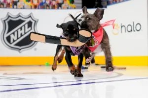 2026 Stanley Pup Image 7