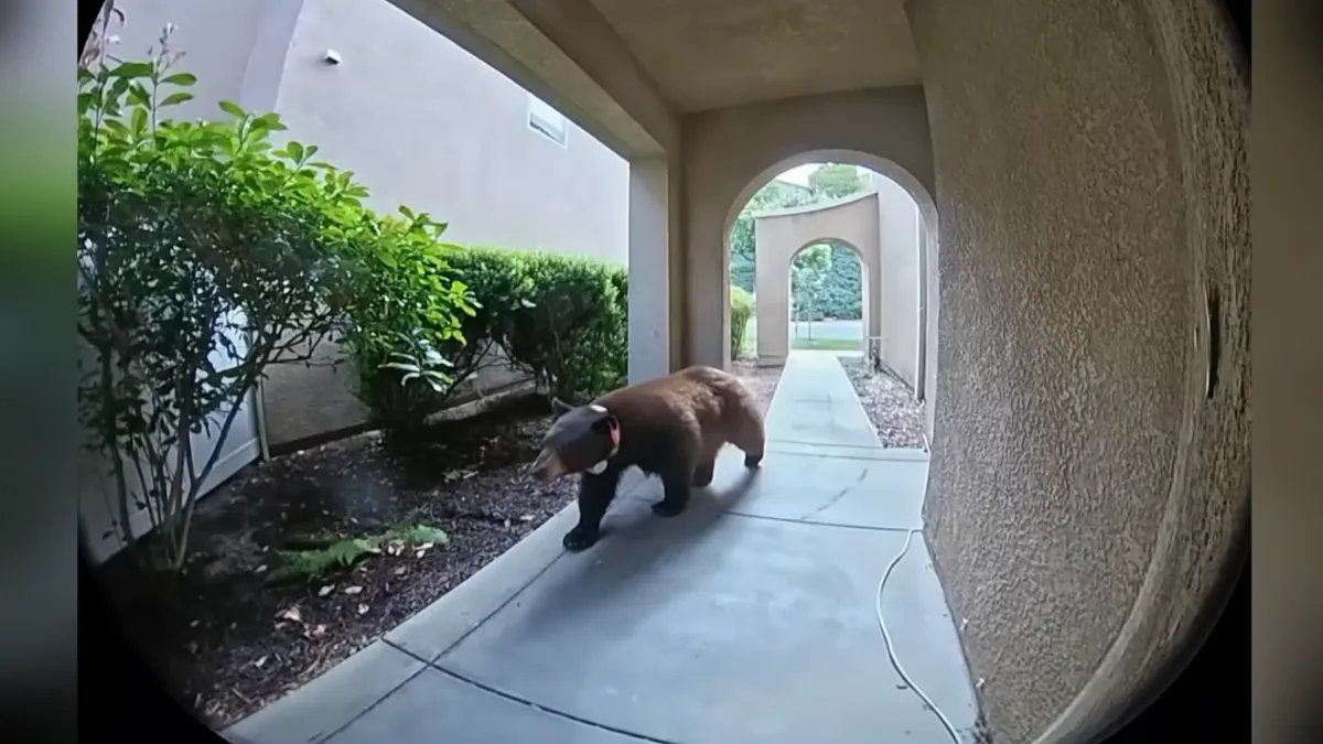 A Bear Visits a Santa Clarita Home Caught on Video