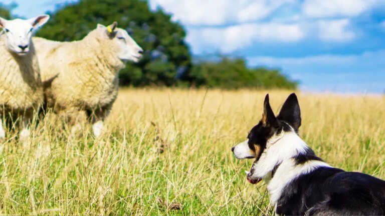 Australian Dog Show 'Muster Dogs' Set to Get a U.S. Remake by Wonder Project for Prime Video
