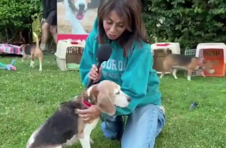 Beagles Find Loving Forever Homes as They Journey from Wisconsin to Los Angeles
