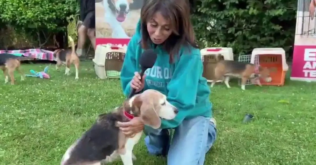 Beagles Find Loving Forever Homes as They Journey from Wisconsin to Los Angeles