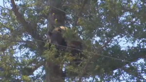 Bear Spotted Relaxing in Tree in Altadena Backyard