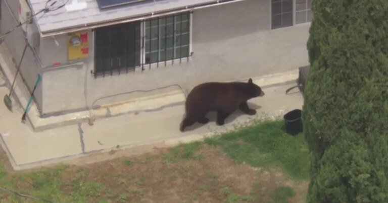 Bear Spotted Roaming in San Fernando Valley Neighborhood