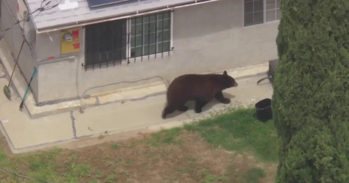 Bear Spotted Roaming in San Fernando Valley Neighborhood