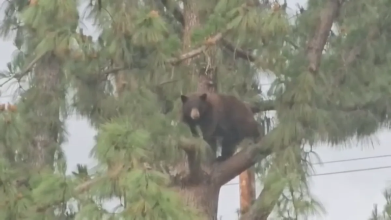 Evacuation at Hansen Dam Park in San Fernando Valley Due to Bear Sightings