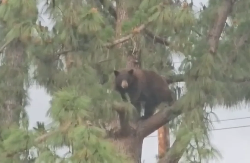 Evacuation at Hansen Dam Park in San Fernando Valley Due to Bear Sightings