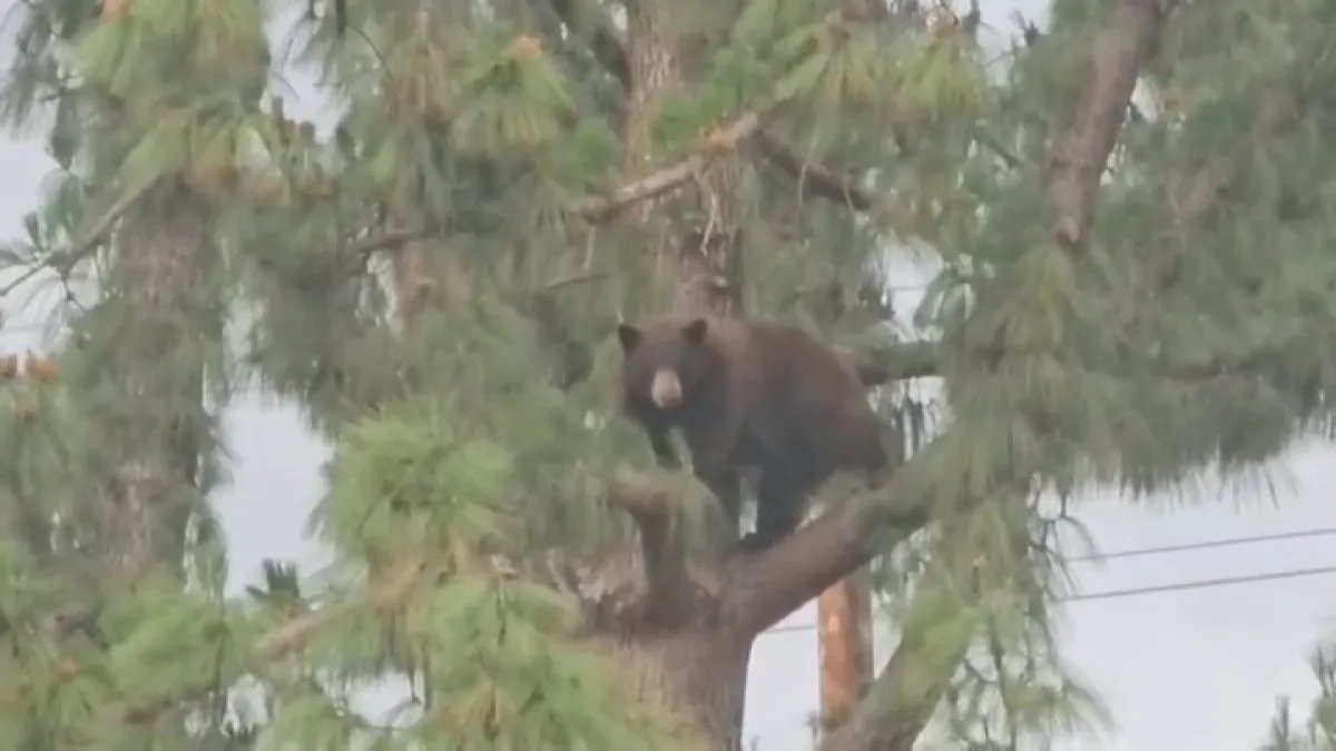 Evacuation at Hansen Dam Park in San Fernando Valley Due to Bear Sightings