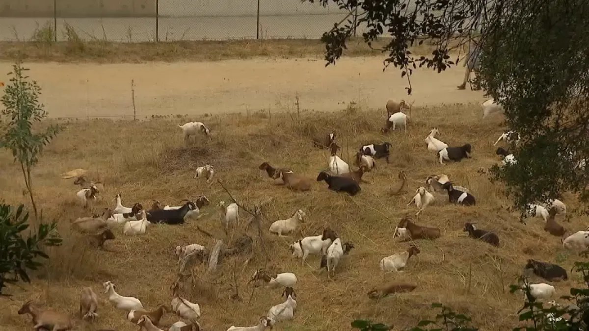 Goats Helping Clear Pasadena Brush Faster with Their Big Appetites