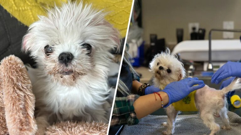 Join Us for Pasadena Humane's Fifth Annual Day of Giving