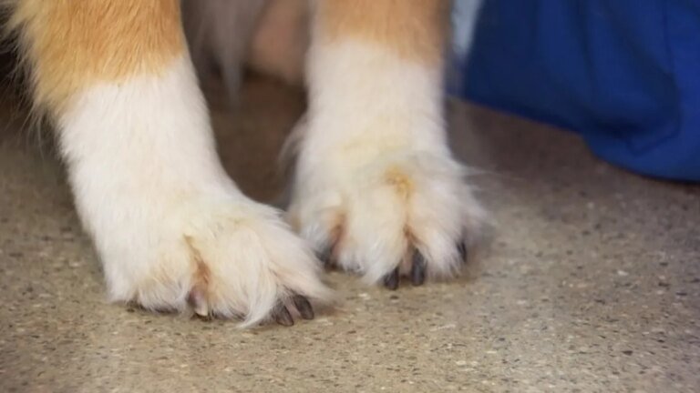 LA Animal Rescue Seeking Loving Foster Homes for Dogs in Need