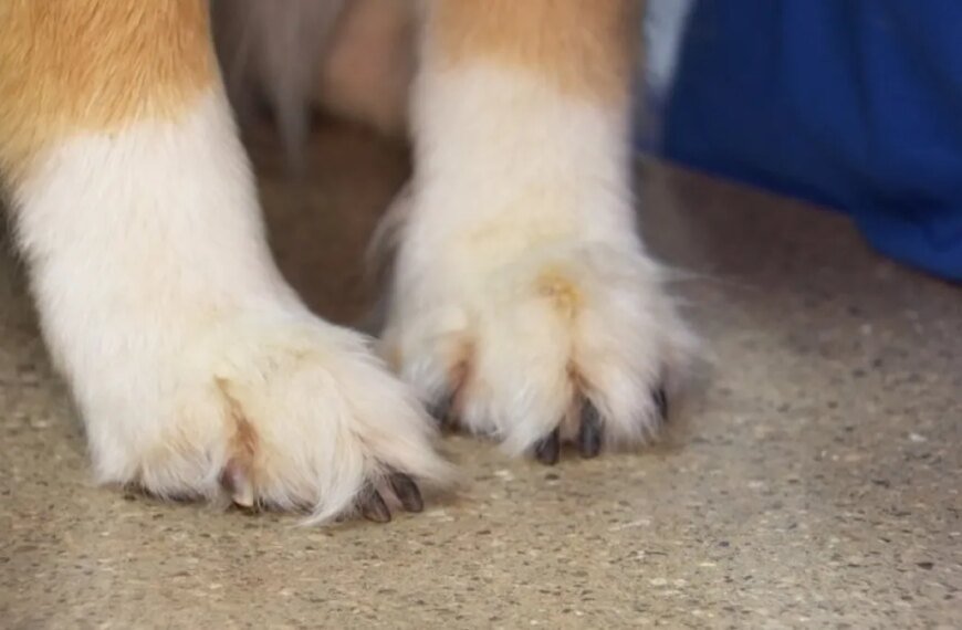 LA Animal Rescue Seeking Loving Foster Homes for Dogs in Need
