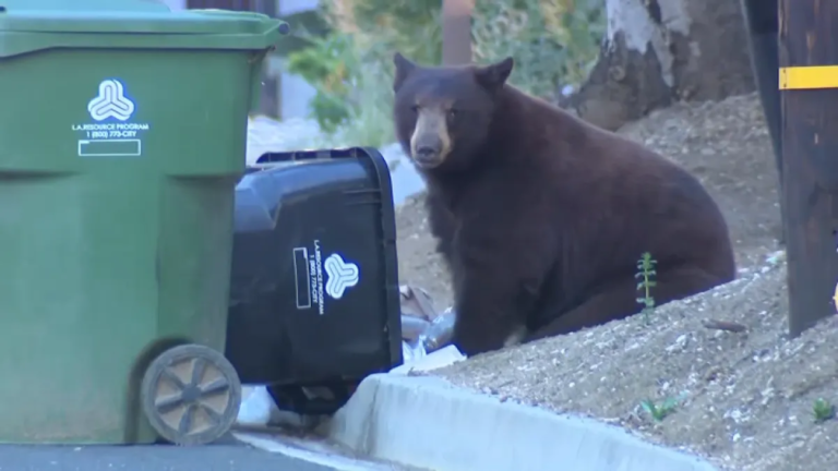 Large Bear Spotted Wandering Through Sunland Neighborhood