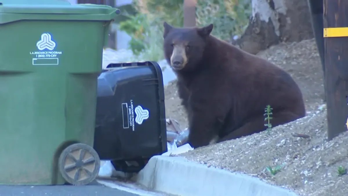 Large Bear Spotted Wandering Through Sunland Neighborhood