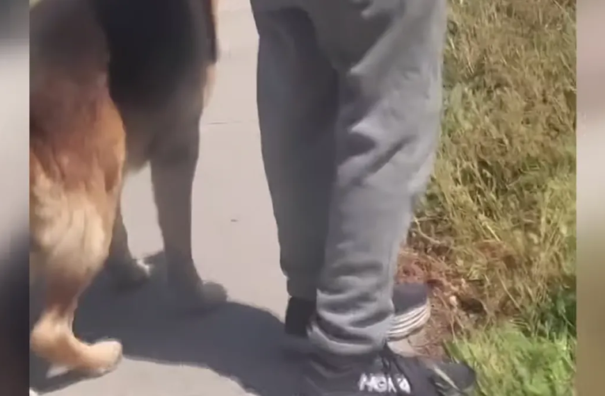 Man Faces Challenges of Squatter and Dog Attack in His Own LA Rental Property