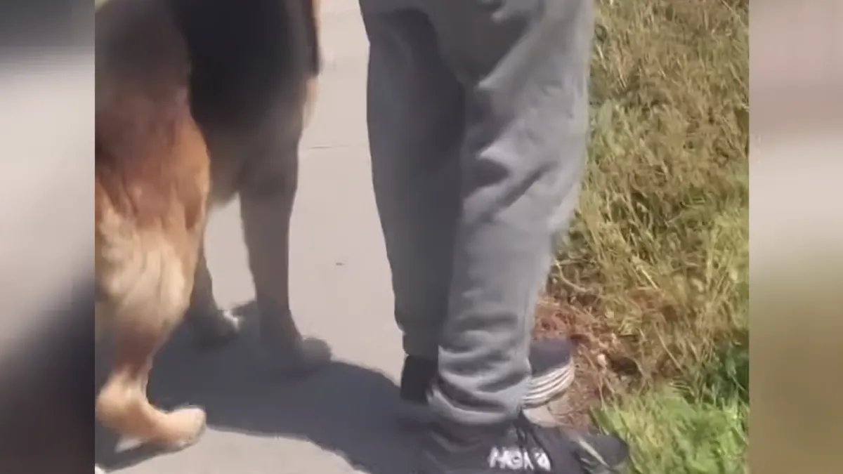 Man Faces Challenges of Squatter and Dog Attack in His Own LA Rental Property
