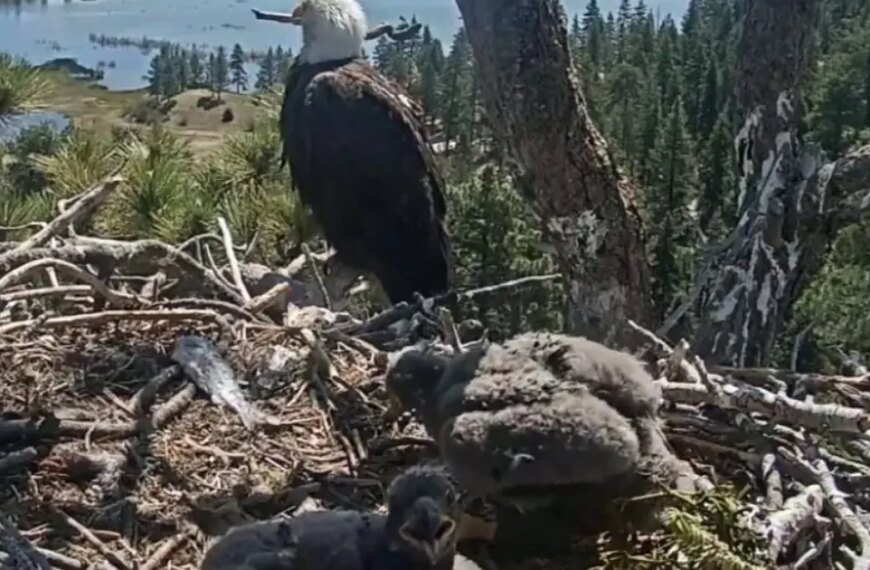 Meet the New Names for Big Bear's Eagle Chicks
