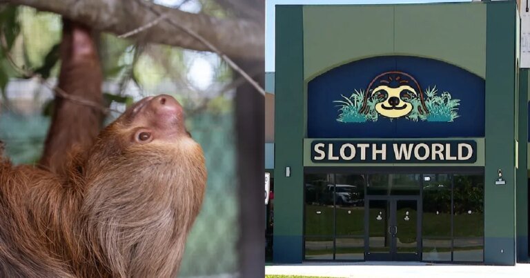 Over 50 Sloths Lost in Sloth World Project, Florida Officials Seek Answers