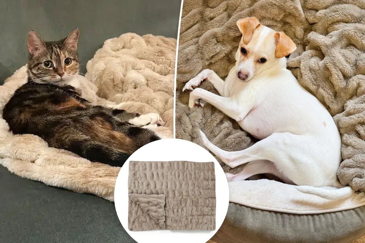 Page Six Team and Their Pets Love These Trending Blankets Perfect for Gifting