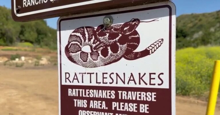 Seventh Rattlesnake Bite of the Year Reported in Ventura County
