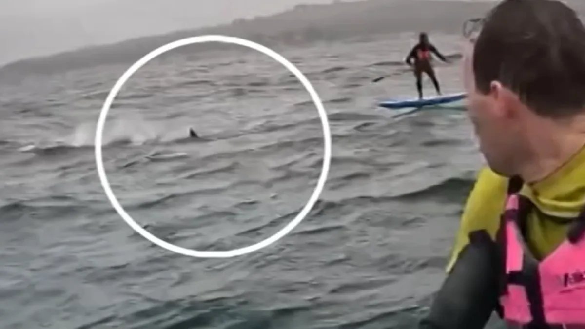 Watch Santa Barbara Foil Surfers Encounter a Shark in This Video