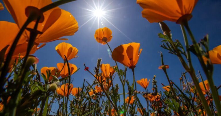 Your Mother's Day Weekend Weather Guide for Southern California