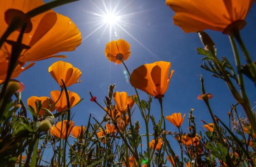 Your Mother's Day Weekend Weather Guide for Southern California